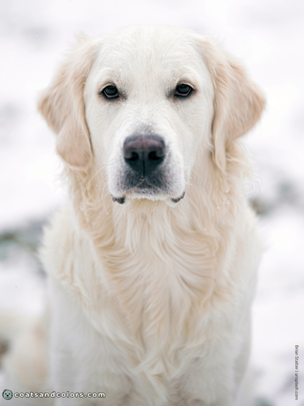 coatsandcolors.com Golden Retriever colors cream 1b