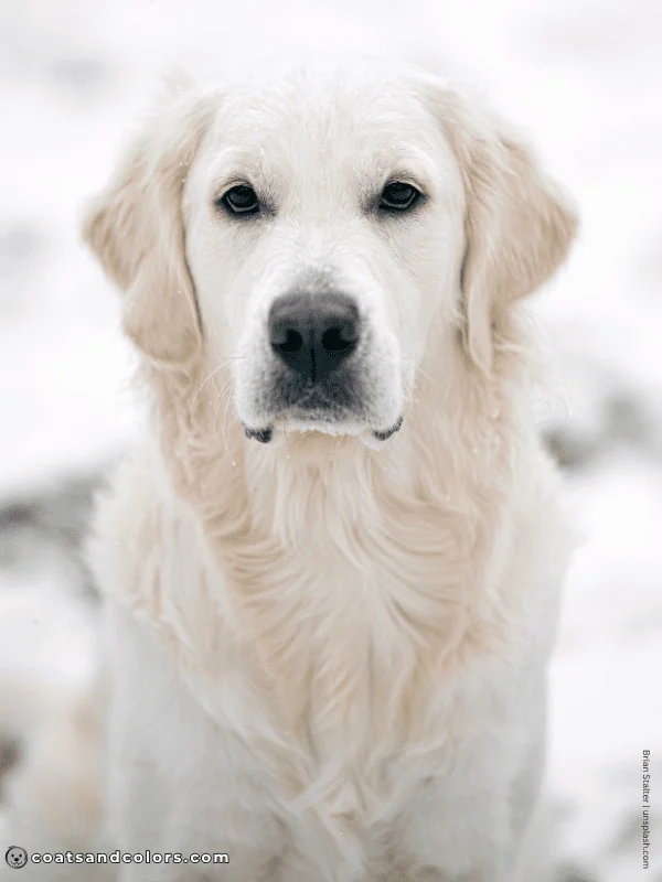 coatsandcolors.com Golden Retriever colors cream 1b