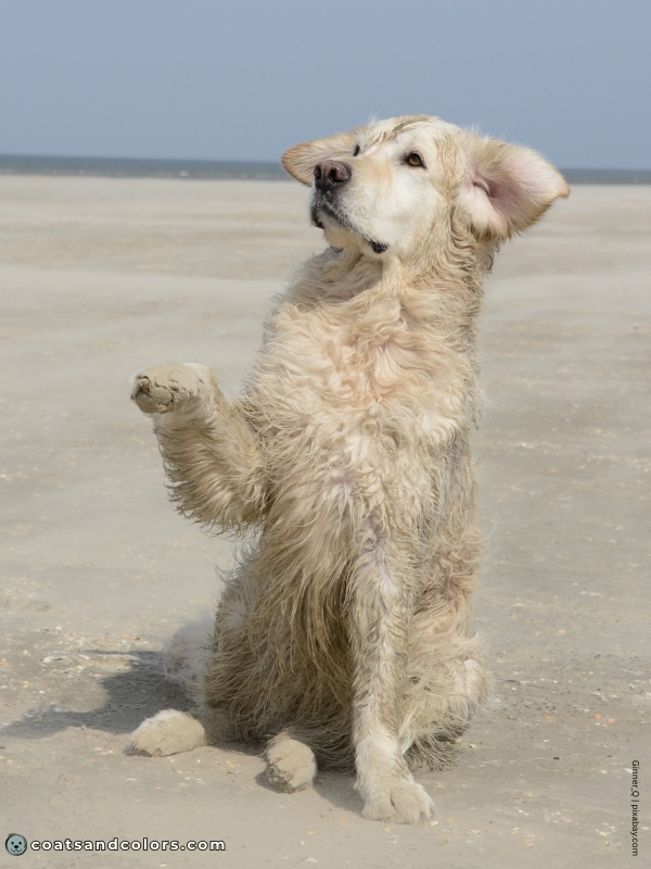 coatsandcolors.com Golden Retriever colors cream 2