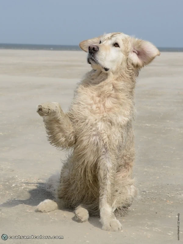 coatsandcolors.com Golden Retriever colors cream 2