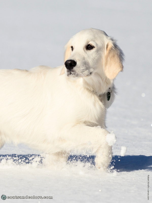 coatsandcolors.com Golden Retriever colors cream light