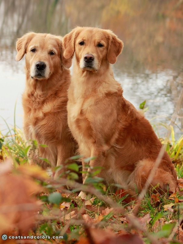 coatsandcolors.com Golden Retriever colors dark golden 1