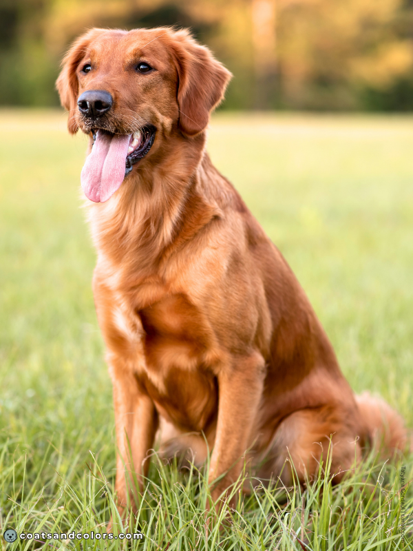 coatsandcolors.com Golden Retriever colors dark golden 2