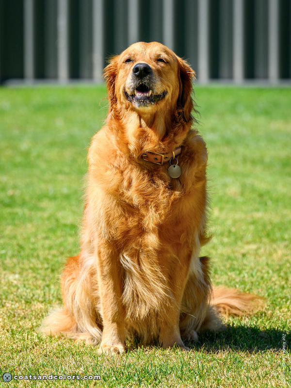 coatsandcolors.com Golden Retriever colors dark golden 3