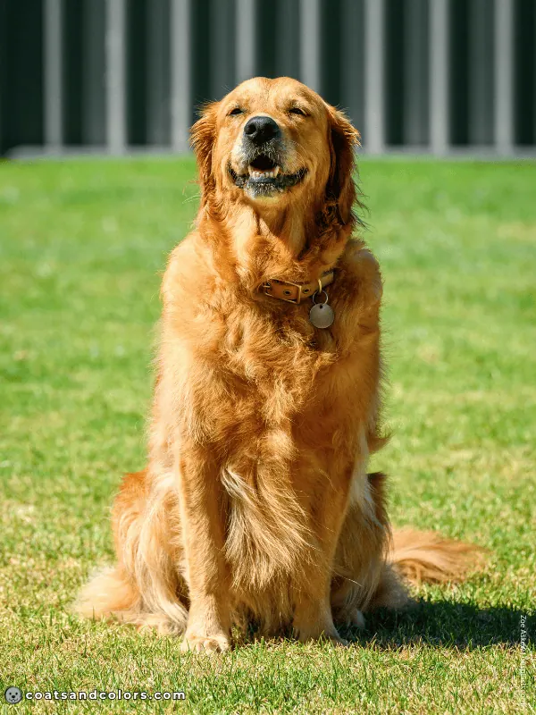 coatsandcolors.com Golden Retriever colors dark golden 3