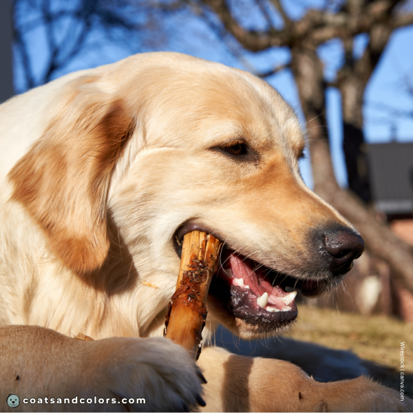 coatsandcolors.com Golden Retriever colors ear lacing