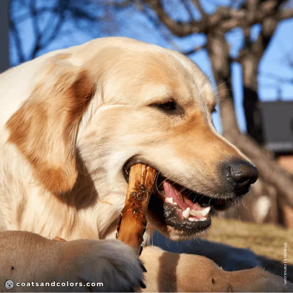 coatsandcolors.com Golden Retriever colors ear lacing