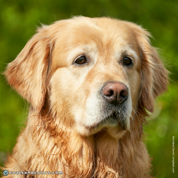 coatsandcolors.com Golden Retriever colors face graying 1