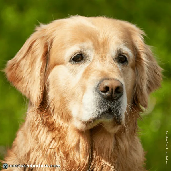 coatsandcolors.com Golden Retriever colors face graying 1