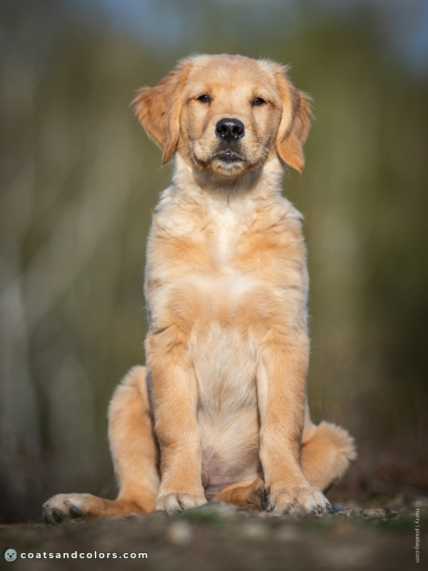 coatsandcolors.com Golden Retriever colors golden 1