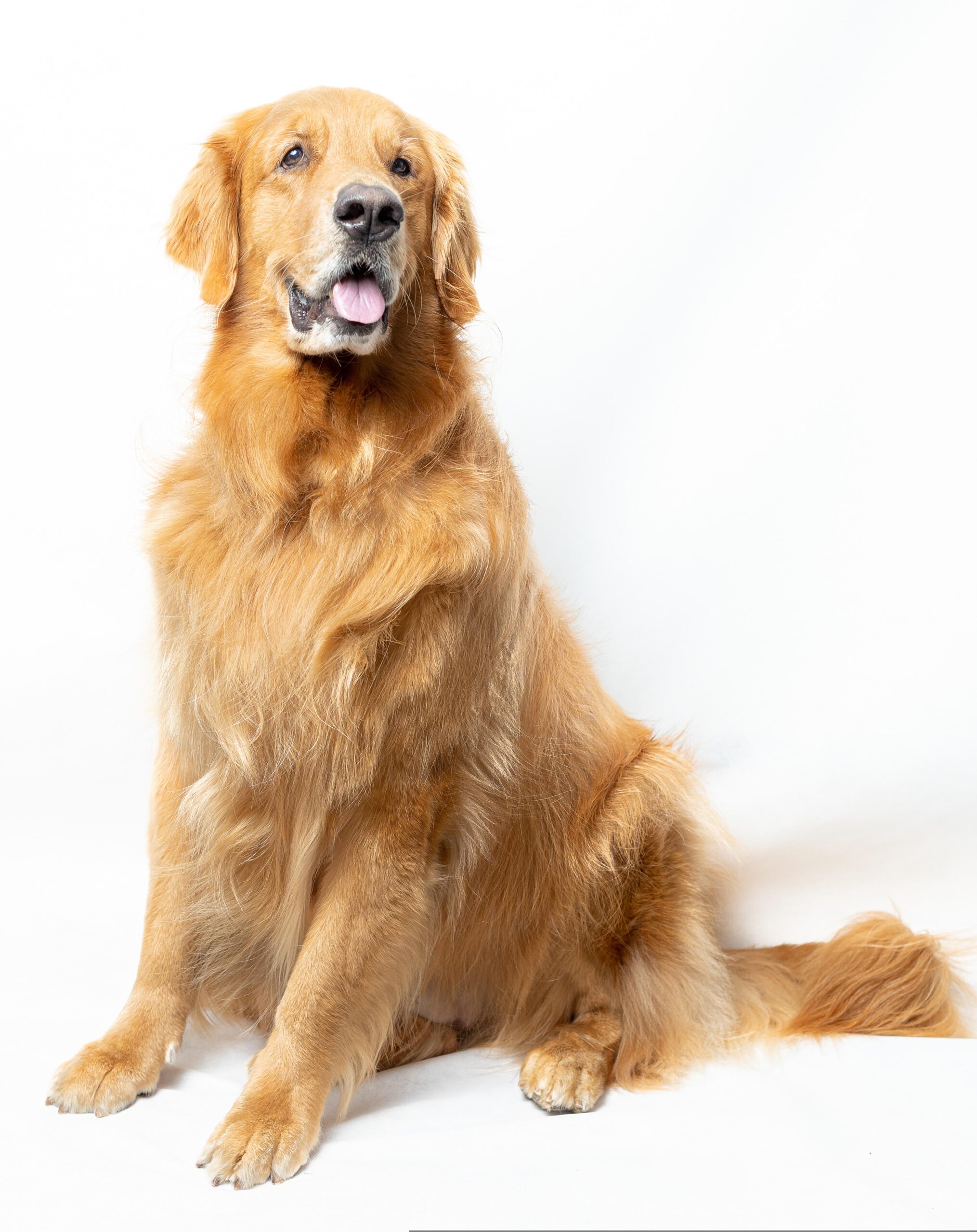 coatsandcolors.com Golden Retriever colors golden 2 scaled