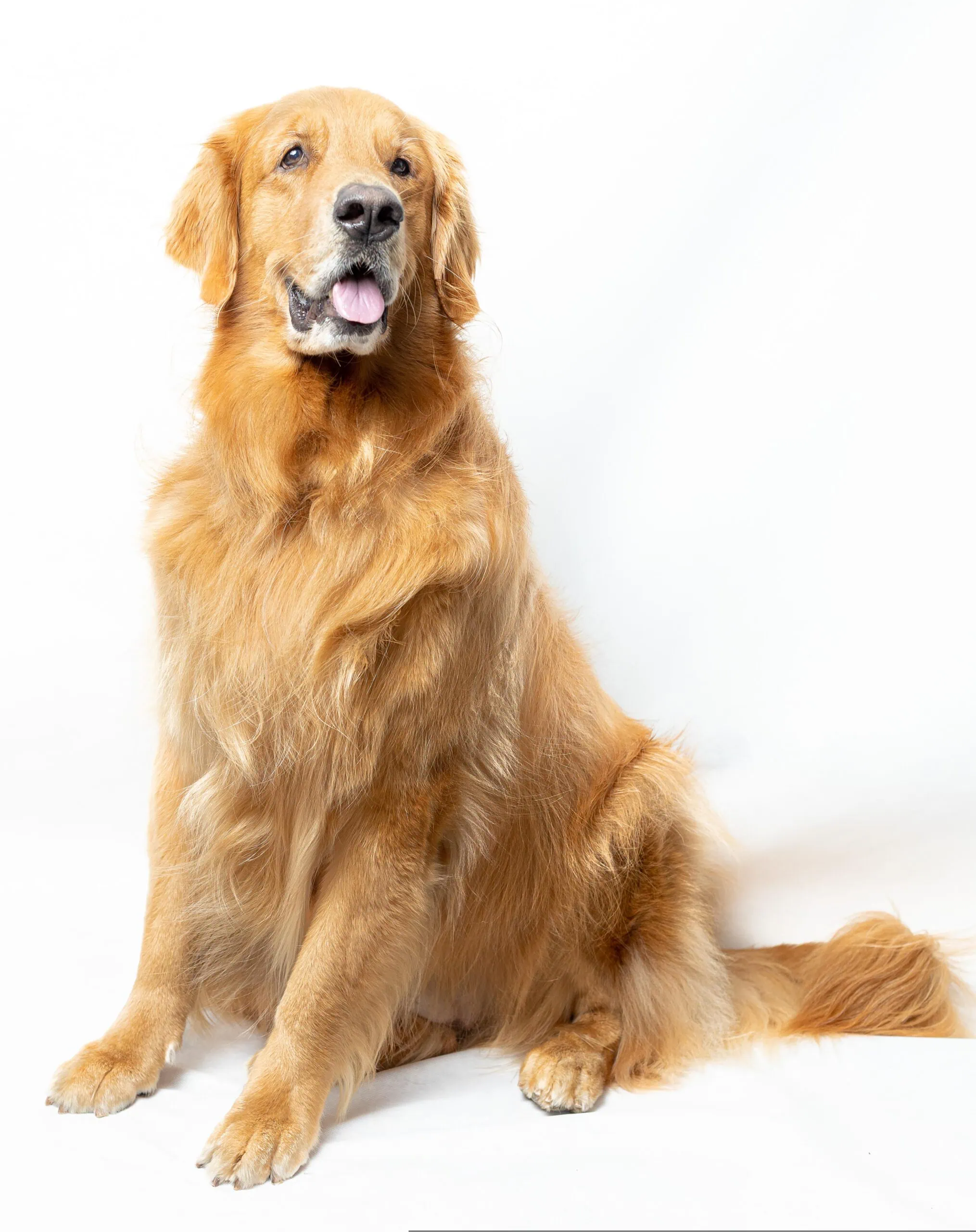 coatsandcolors.com Golden Retriever colors golden 2 scaled
