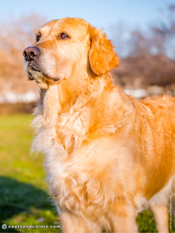 coatsandcolors.com Golden Retriever colors golden 3b