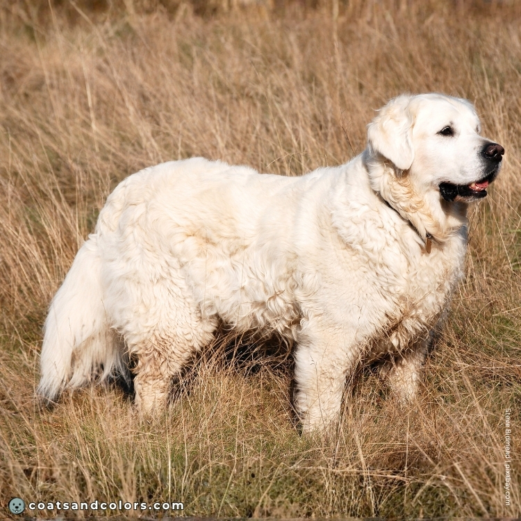 coatsandcolors.com Golden Retriever colors intensity 0
