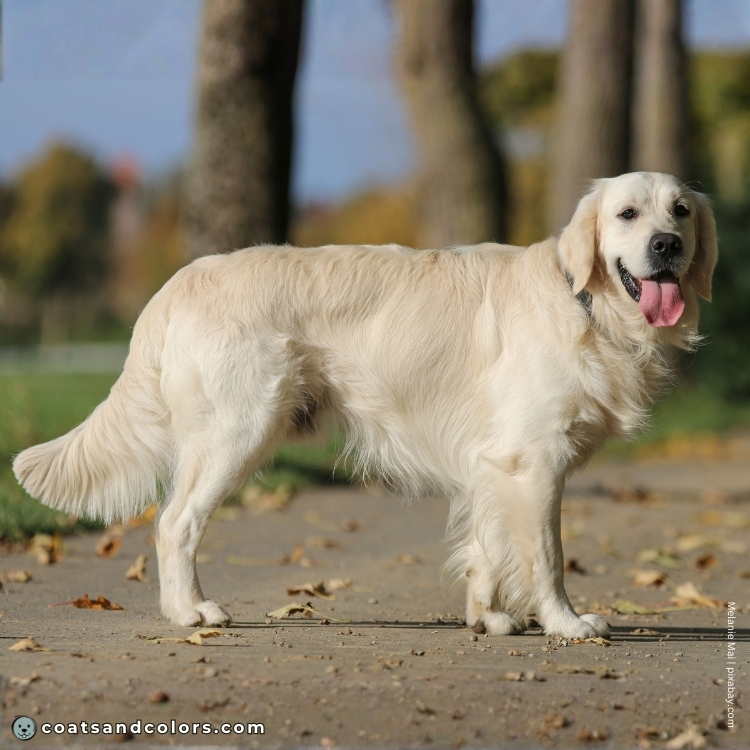 coatsandcolors.com Golden Retriever colors intensity 1