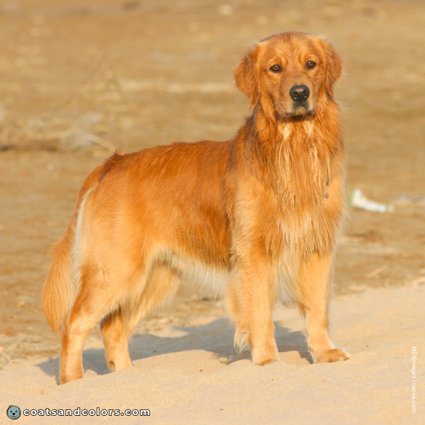 coatsandcolors.com Golden Retriever colors intensity 3b