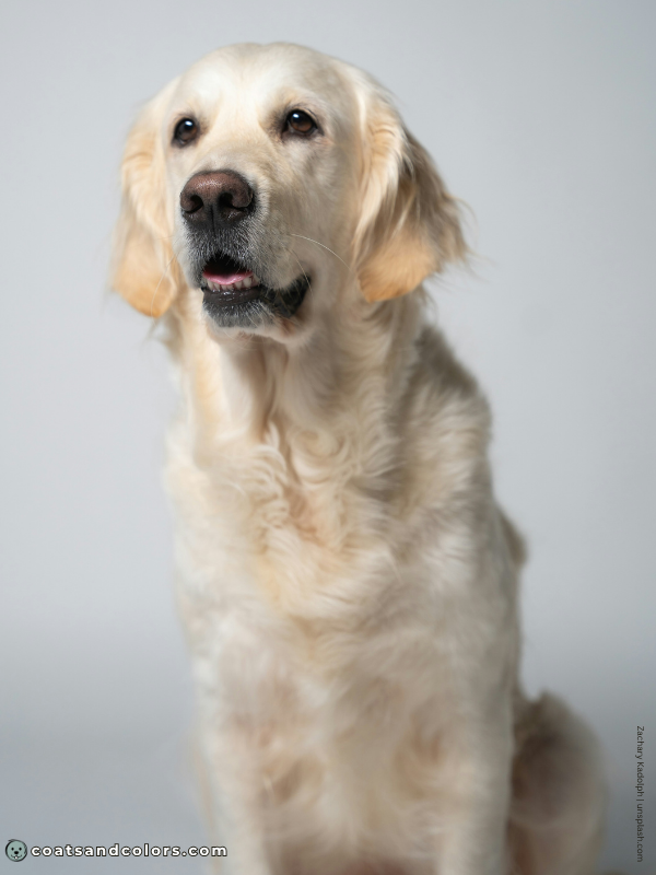 coatsandcolors.com Golden Retriever colors light golden 2