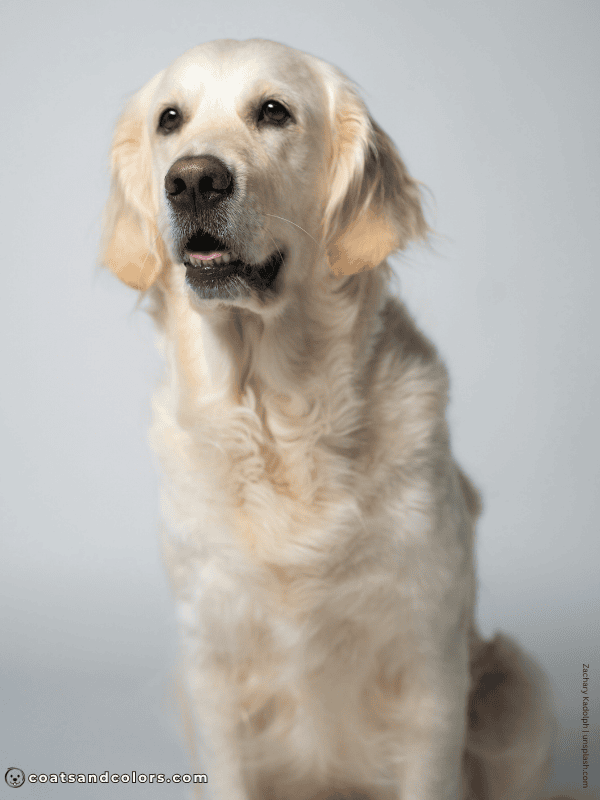 coatsandcolors.com Golden Retriever colors light golden 2