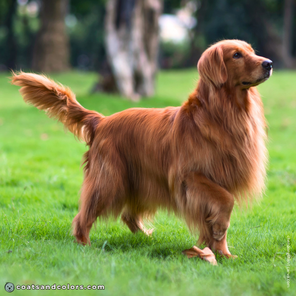 coatsandcolors.com Golden Retriever colors mahogany red