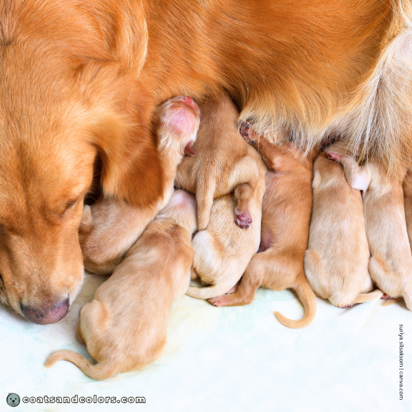 coatsandcolors.com Golden Retriever colors newborn