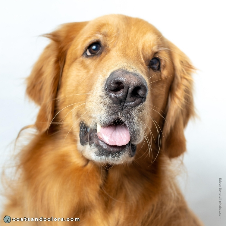 coatsandcolors.com Golden Retriever colors nose colors 1
