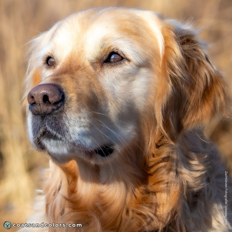 coatsandcolors.com Golden Retriever colors nose colors 2