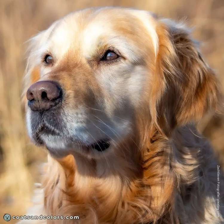coatsandcolors.com Golden Retriever colors nose colors 2