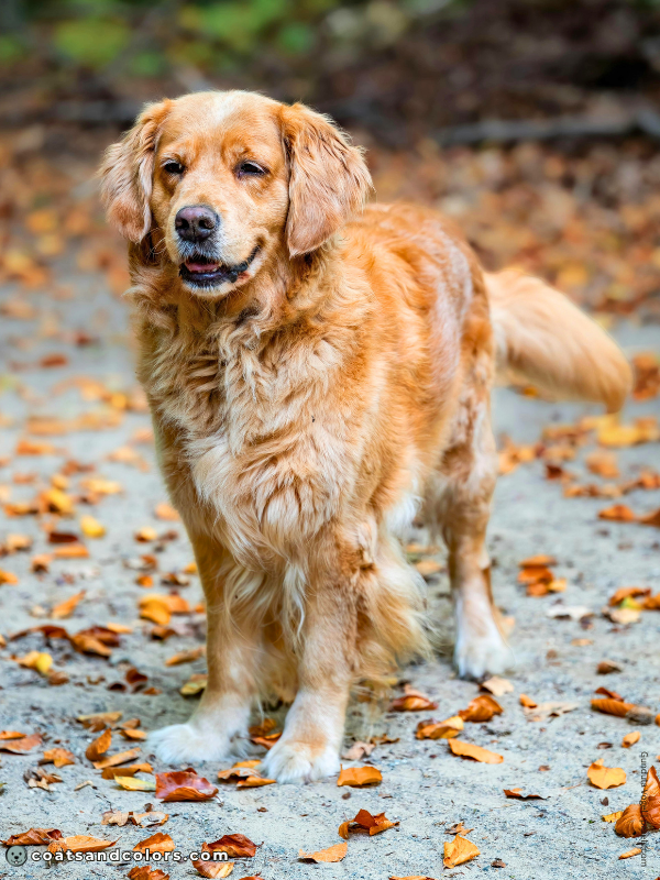 coatsandcolors.com Golden Retriever colors paws graying age