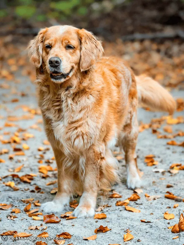 coatsandcolors.com Golden Retriever colors paws graying age