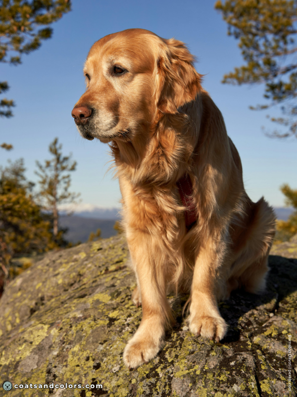 coatsandcolors.com Golden Retriever colors pseudo patterned lacing