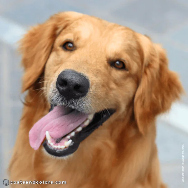 coatsandcolors.com Golden Retriever colors solid black nose