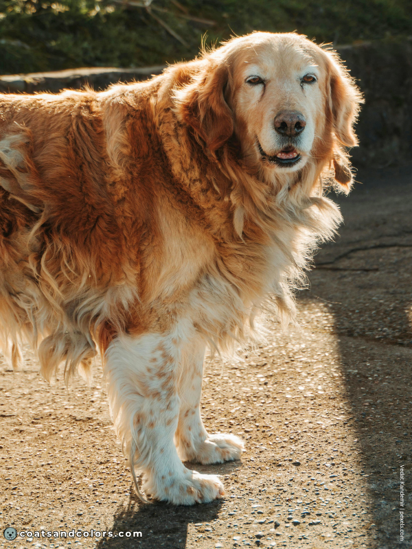 coatsandcolors.com Golden Retriever colors ticking