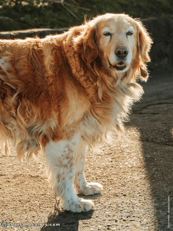 coatsandcolors.com Golden Retriever colors ticking