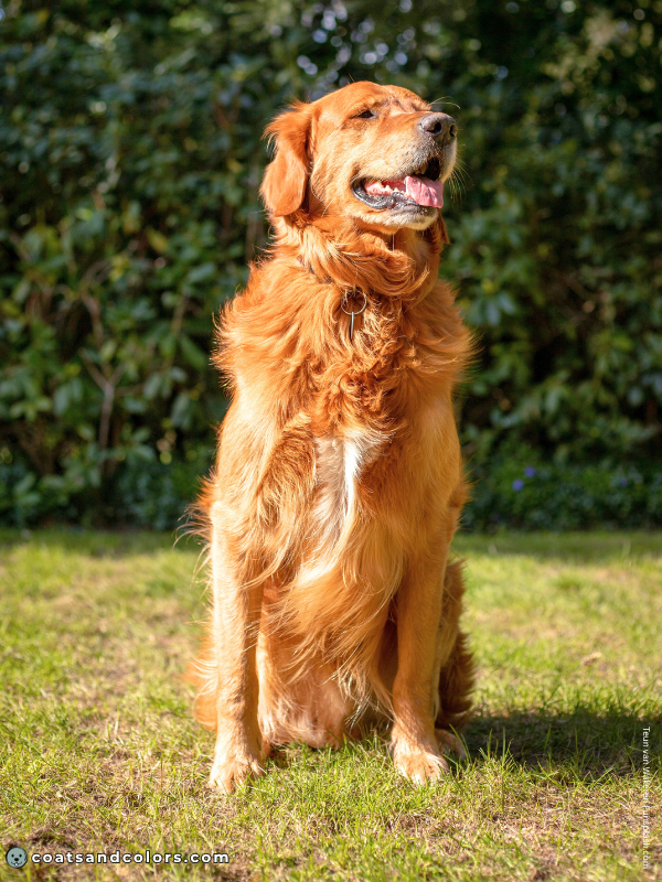 coatsandcolors.com Golden Retriever colors white stripe 2