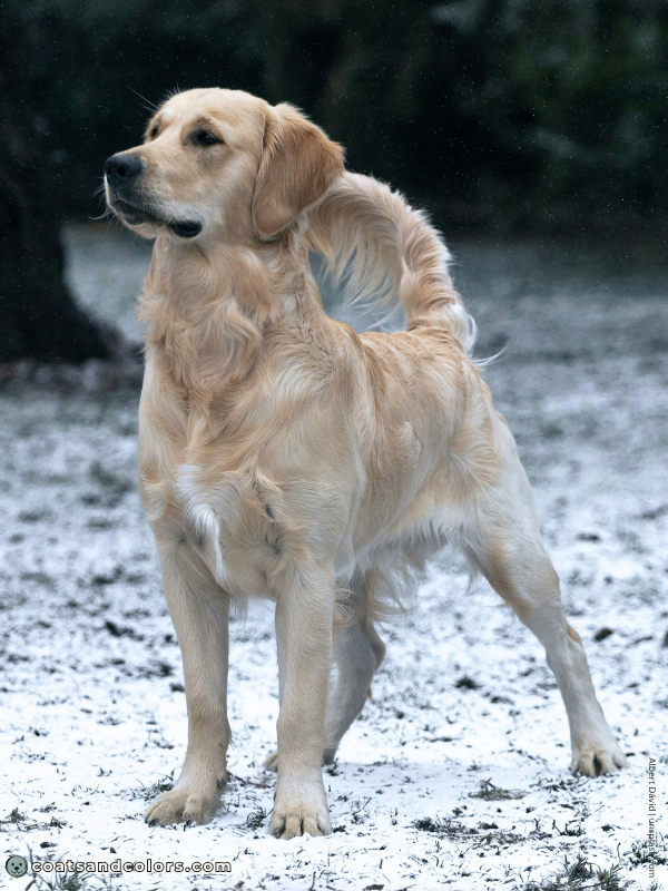 coatsandcolors.com Golden Retriever colors white stripe chest