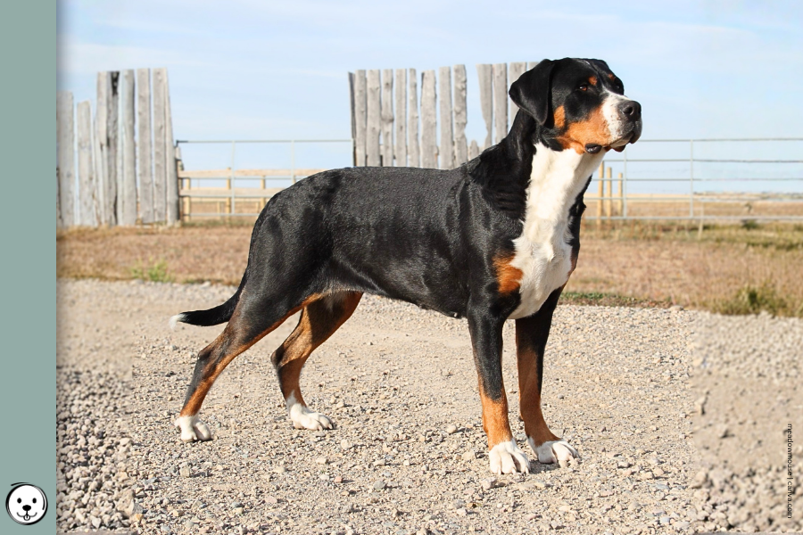 coatsandcolors.com Greater Swiss Mountain Dog Colors 900x600 1