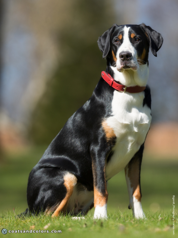 coatsandcolors.com Greater Swiss Mountain Dog Colors black tri 1 1