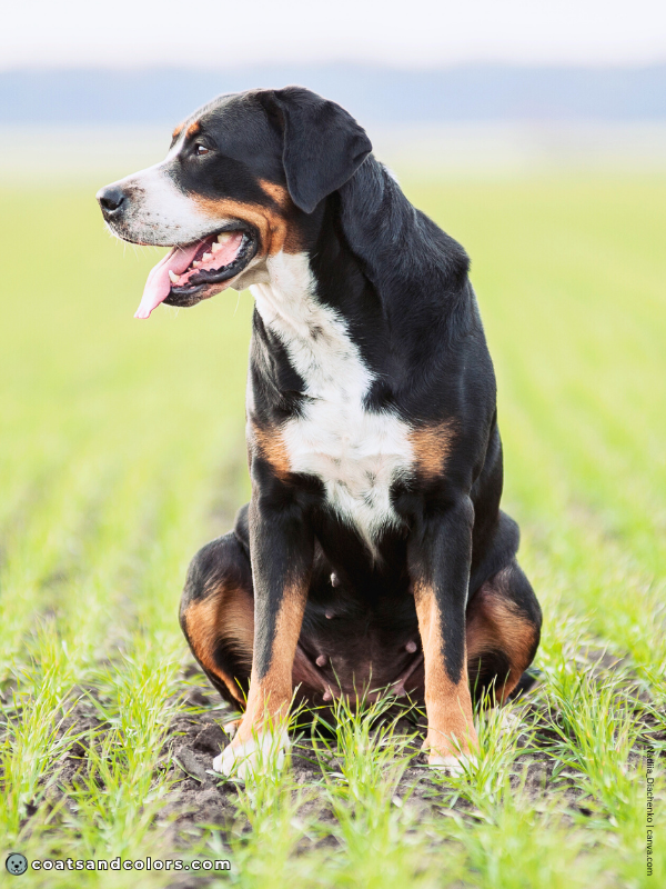 coatsandcolors.com Greater Swiss Mountain Dog Colors black tri 2