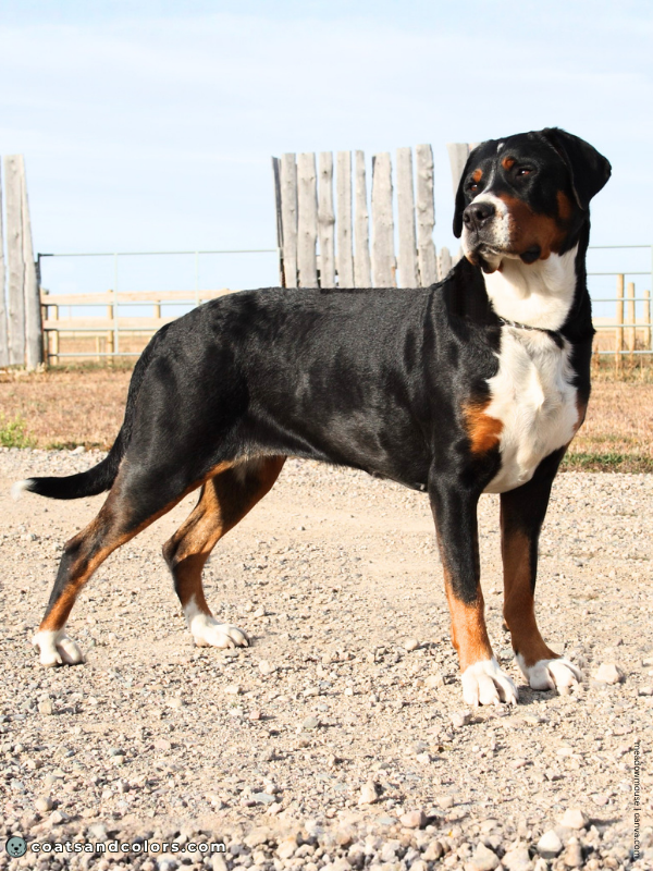 coatsandcolors.com Greater Swiss Mountain Dog Colors black tri 3