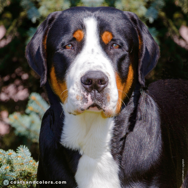 coatsandcolors.com Greater Swiss Mountain Dog Colors broad blaze