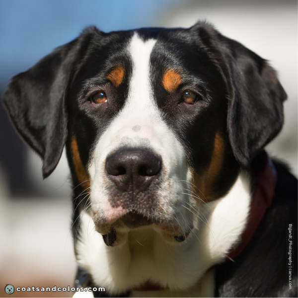 coatsandcolors.com Greater Swiss Mountain Dog Colors brown eyes 2b