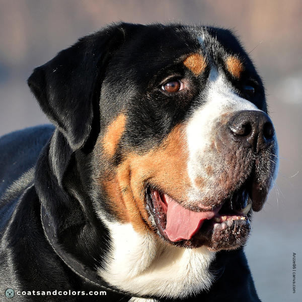coatsandcolors.com Greater Swiss Mountain Dog Colors eye color 2