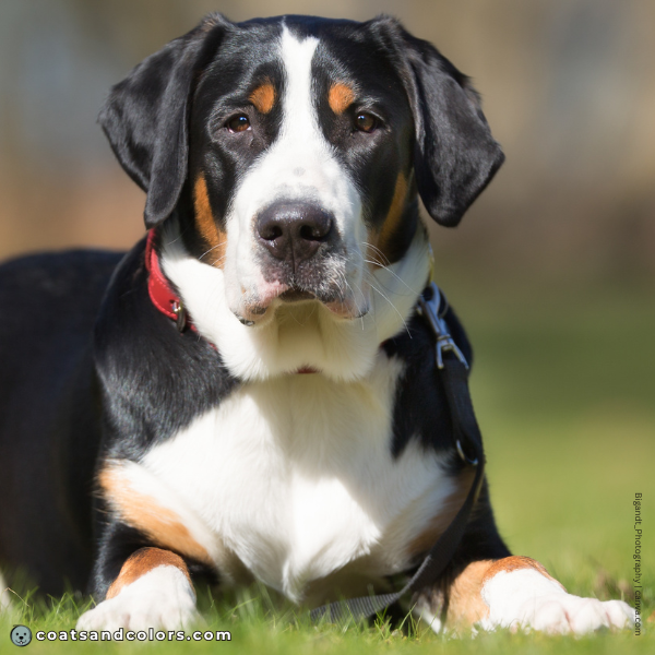 coatsandcolors.com Greater Swiss Mountain Dog Colors eyes brown 1