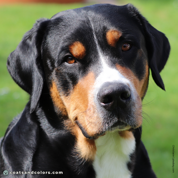 coatsandcolors.com Greater Swiss Mountain Dog Colors eyes brown 2