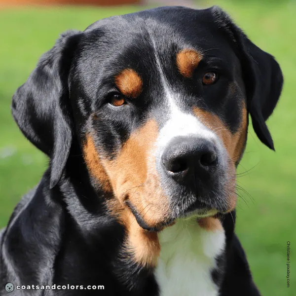 coatsandcolors.com Greater Swiss Mountain Dog Colors eyes brown 2