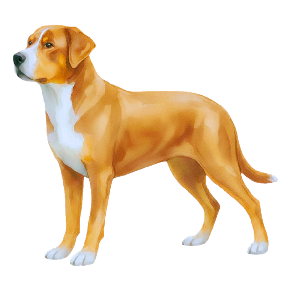 coatsandcolors.com Greater Swiss Mountain Dog Colors faulty colors red white