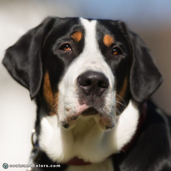 coatsandcolors.com Greater Swiss Mountain Dog Colors nose black