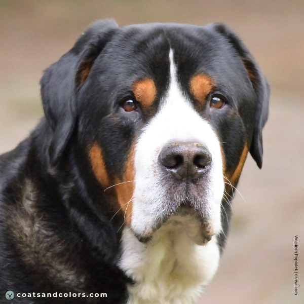 coatsandcolors.com Greater Swiss Mountain Dog Colors nose color 2