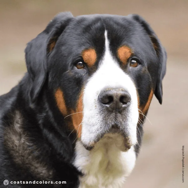 coatsandcolors.com Greater Swiss Mountain Dog Colors nose color 2