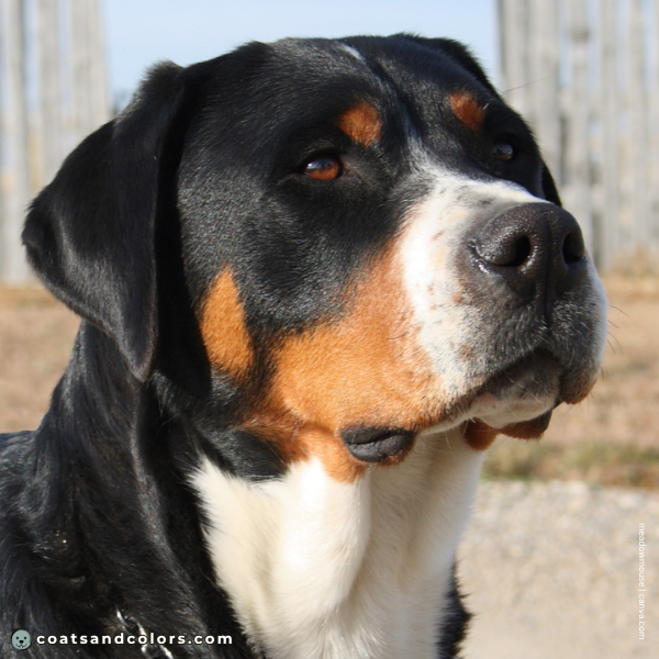 coatsandcolors.com Greater Swiss Mountain Dog Colors red intensity